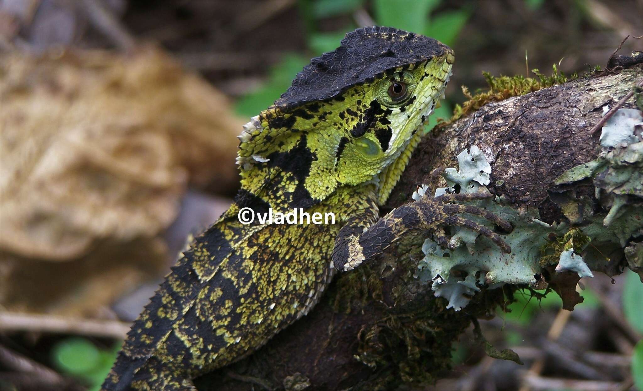 Image of Keeled Helmeted Basilisk