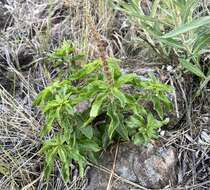 Image of Acalypha communis Müll. Arg.