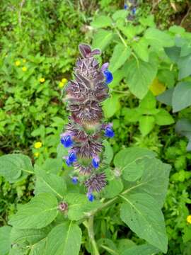 Salvia clinopodioides Kunth resmi