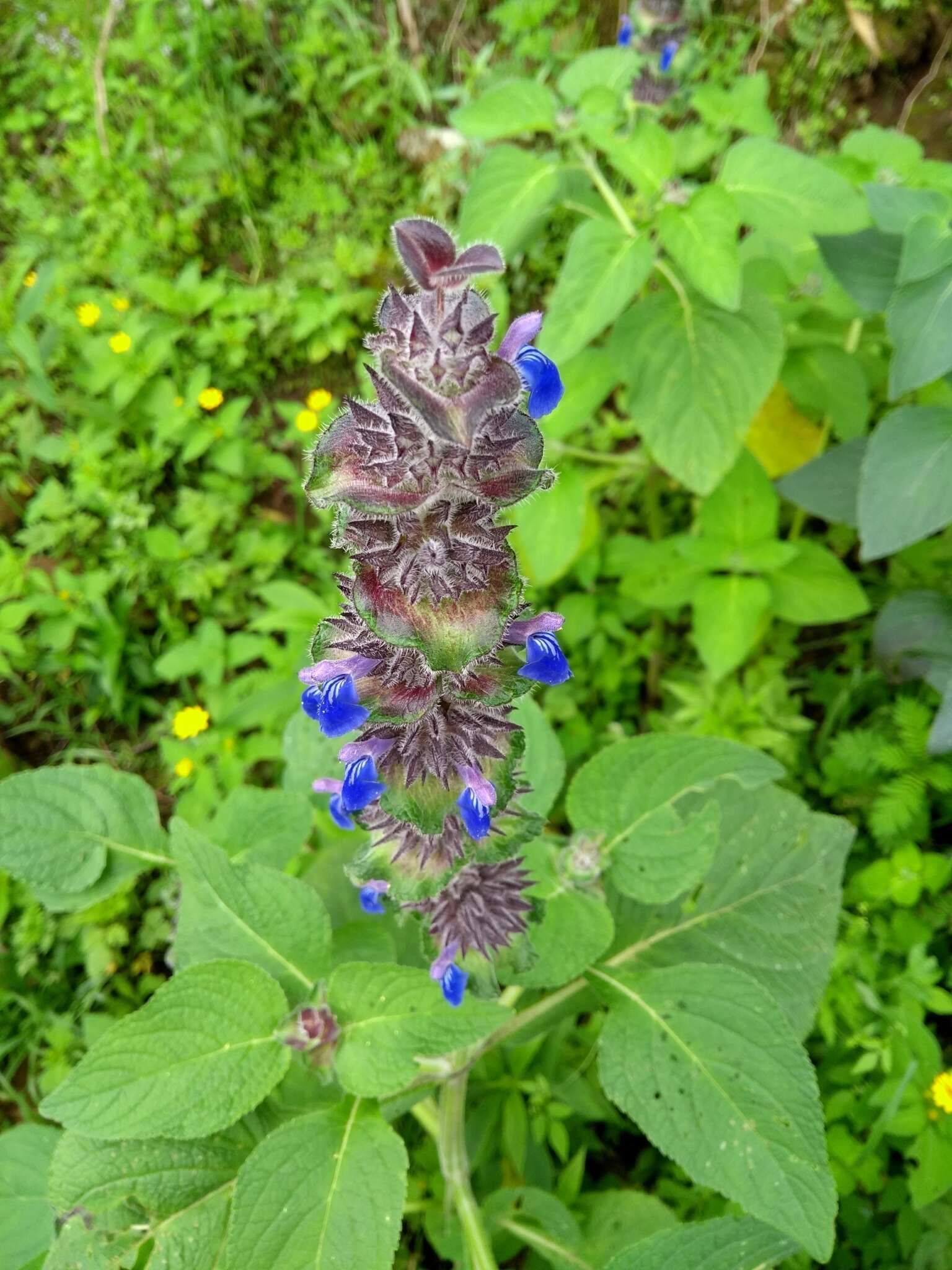 Image of Salvia clinopodioides Kunth