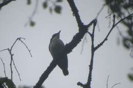 Image of Siberian Blue Robin