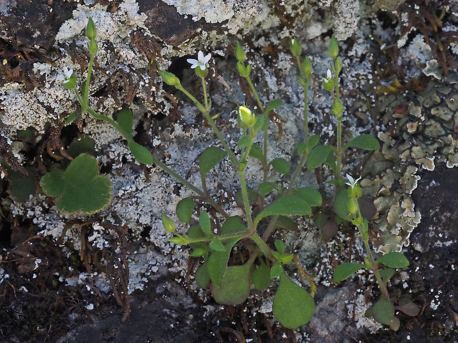 Image of Arenaria muralis (Link) Spreng.