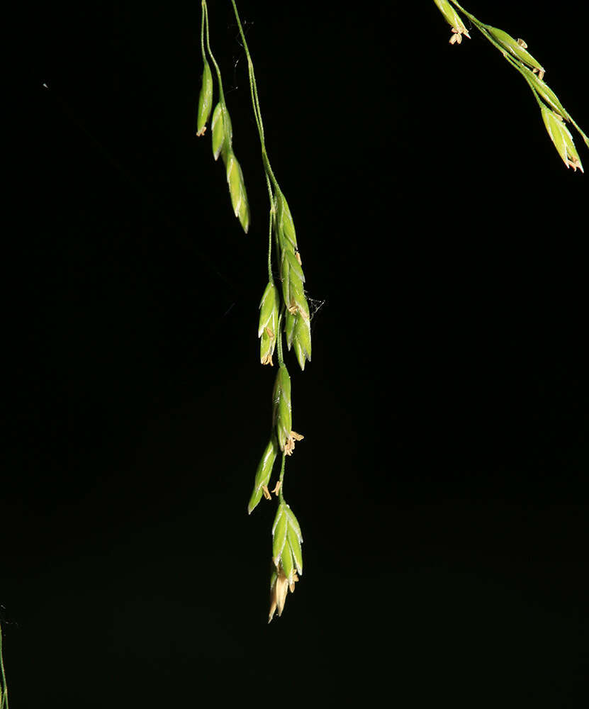 Image of Poa ussuriensis Roshev.