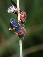 Imagem de Triepeolus rufithorax Graenicher 1928