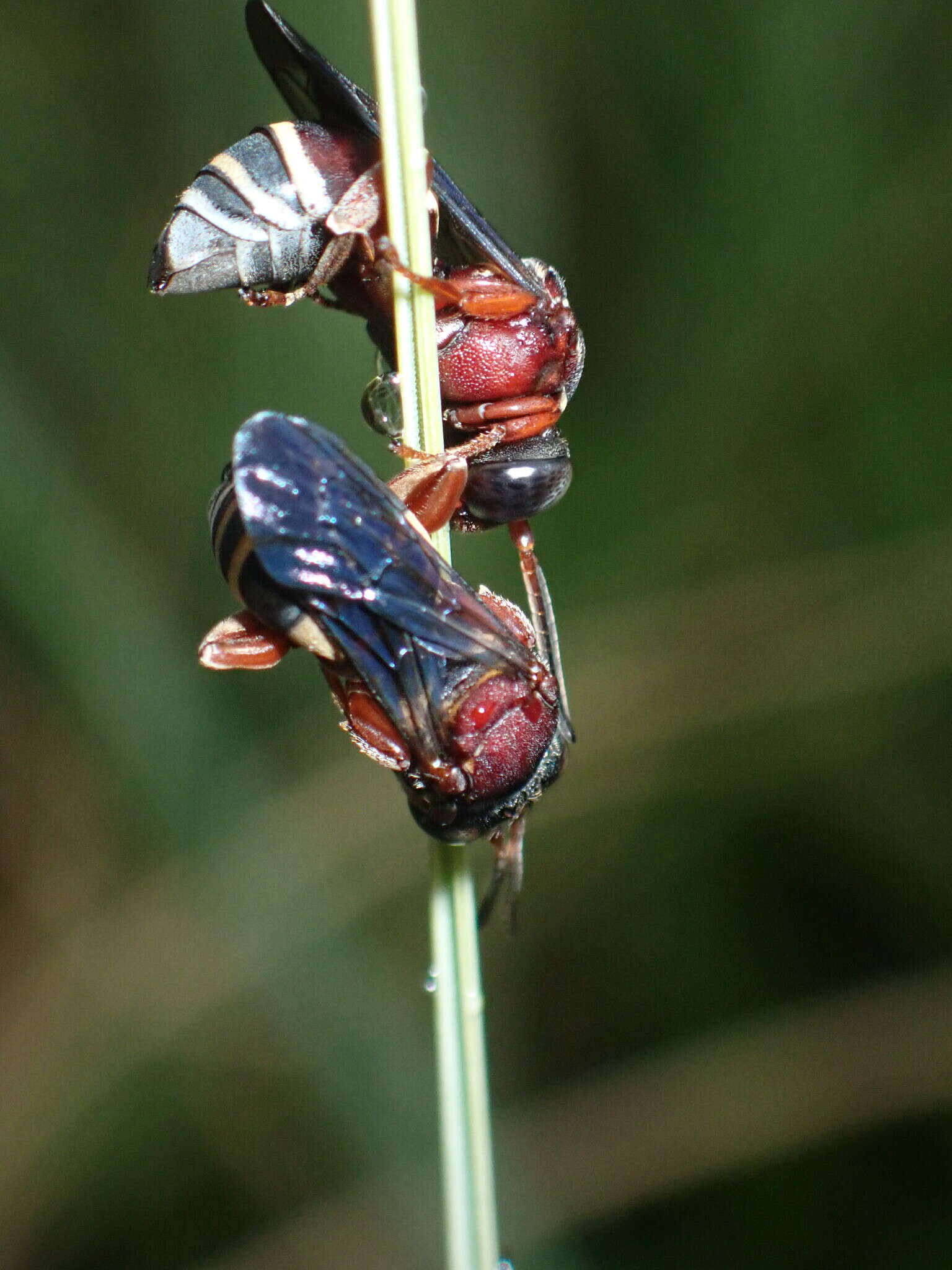 Triepeolus rufithorax Graenicher 1928 resmi