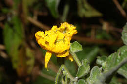 Image of Peruvian nightshade