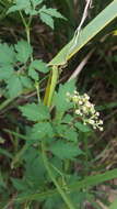 Image of Causonis clematidea