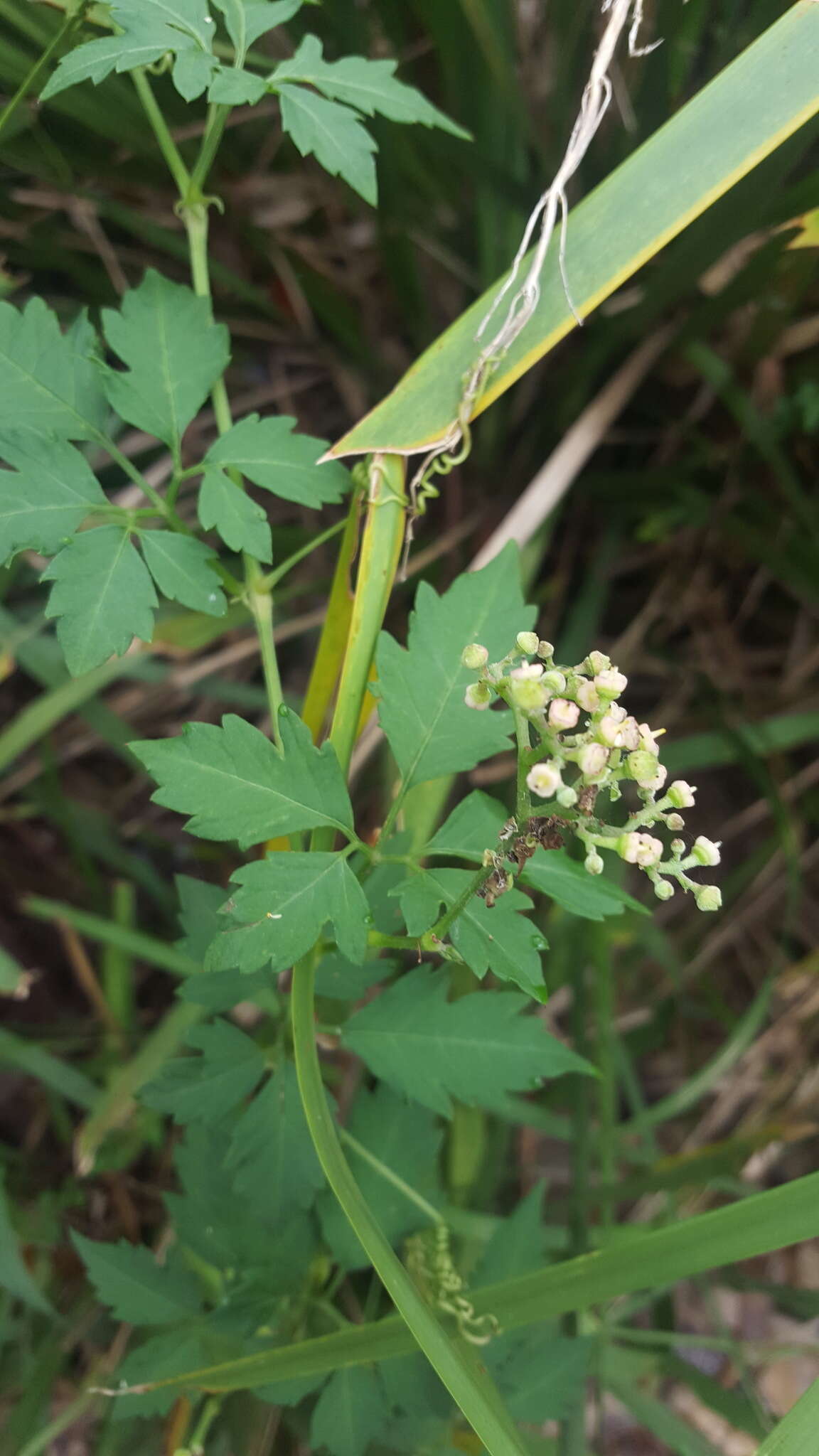 Image of Causonis clematidea