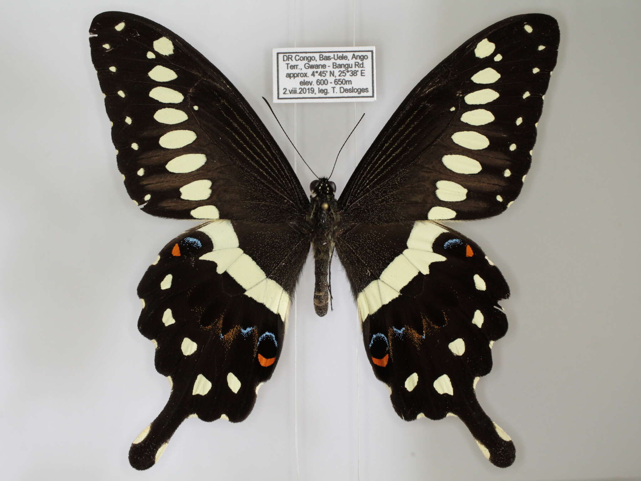 Image of Papilio lormieri Distant 1874