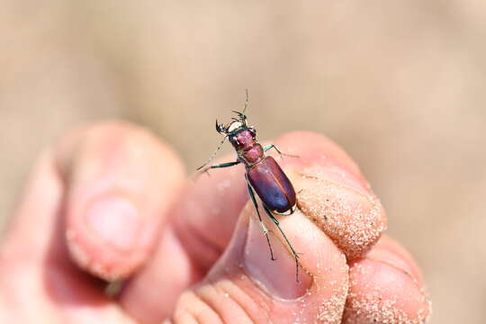 Image of Cicindela (Cicindela) formosa pigmentosignata W. Horn 1930