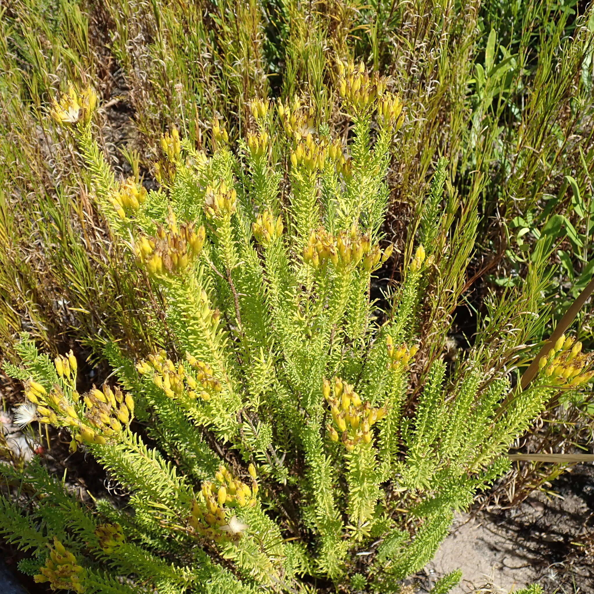 Image of Pteronia uncinata DC.