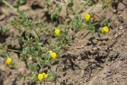 Image of coastal bird's-foot trefoil