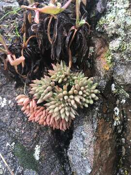 Image de Sedum lanceolatum subsp. nesioticum (G. N. Jones) Clausen