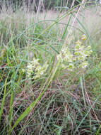 Image of Asclepias praemorsa Schltr.