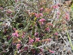 Image of Erica filiformis var. filiformis