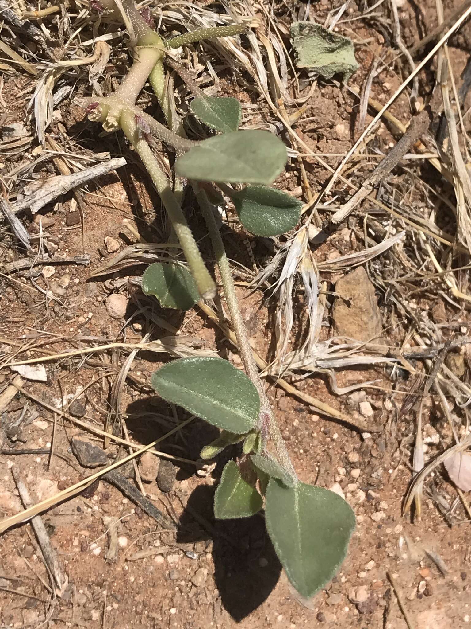 Image of desert moonpod