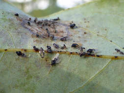 Image of Avocado lace bug