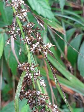 Image de Carex cruciata Wahlenb.