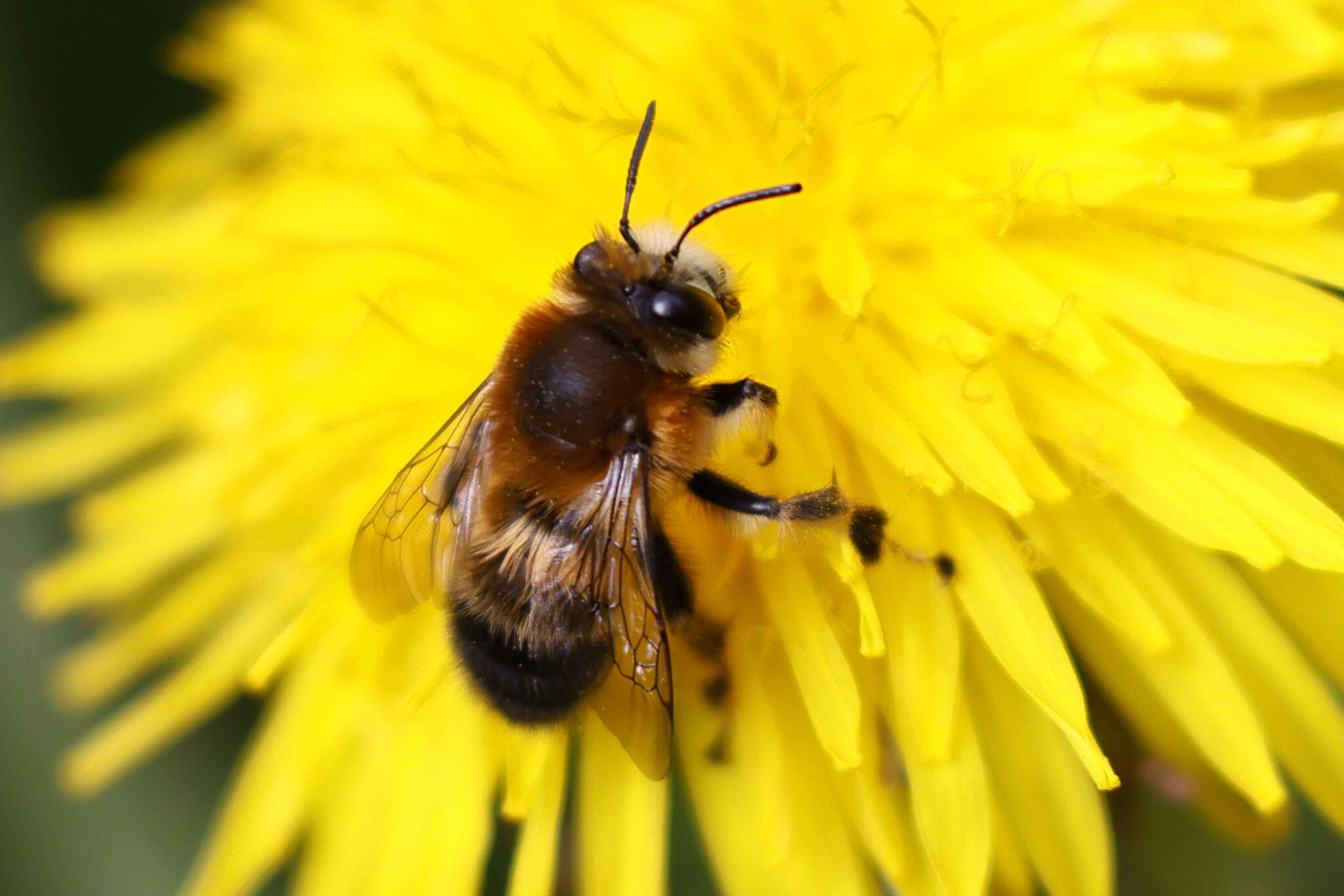 Image of Anthophora aestivalis (Panzer 1801)