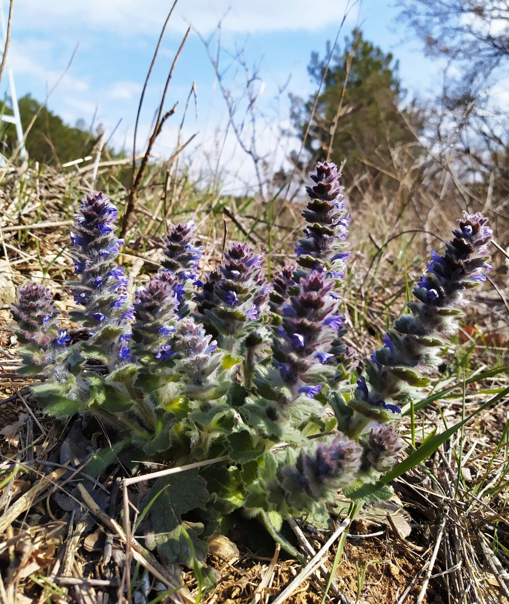 Image of Ajuga orientalis L.