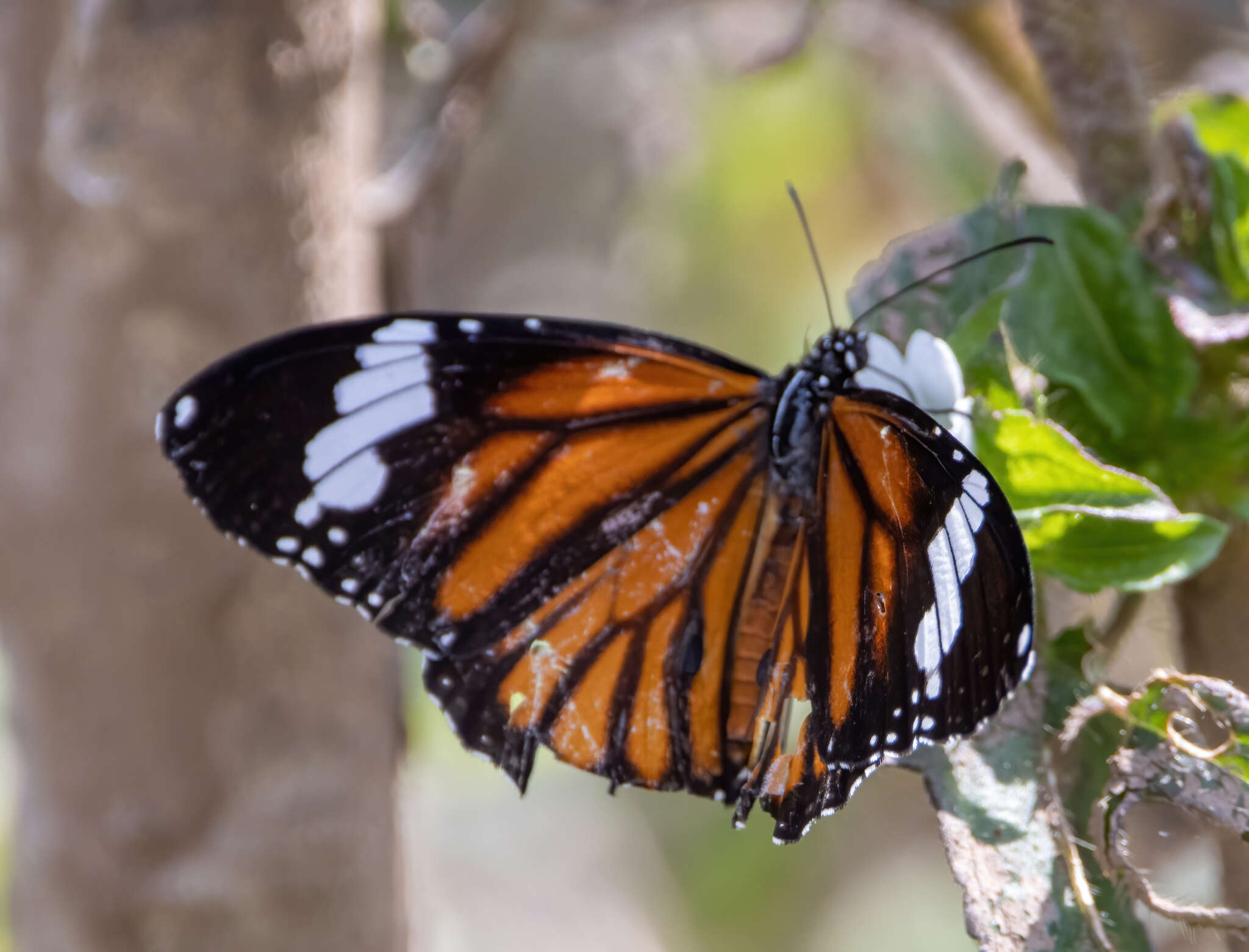 Image of Danaus (Anosia) genutia subsp. wetterensis Fruhstorfer 1899