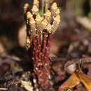 Image of Epirixanthes elongata Bl.