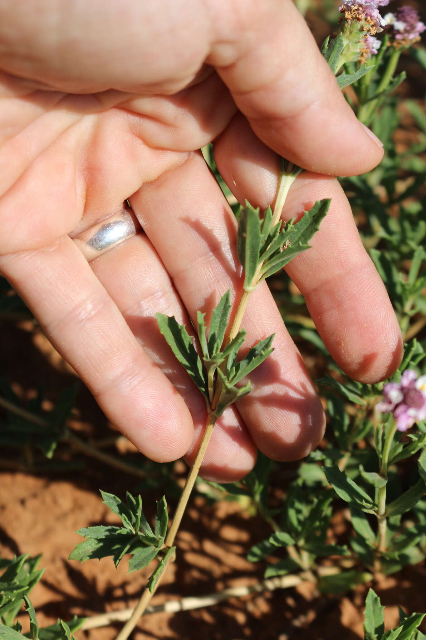 Plancia ëd Phyla cuneifolia (Torr.) Greene