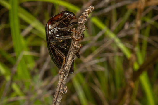 Image of Zeanecrophilus thayerae Newton 1997