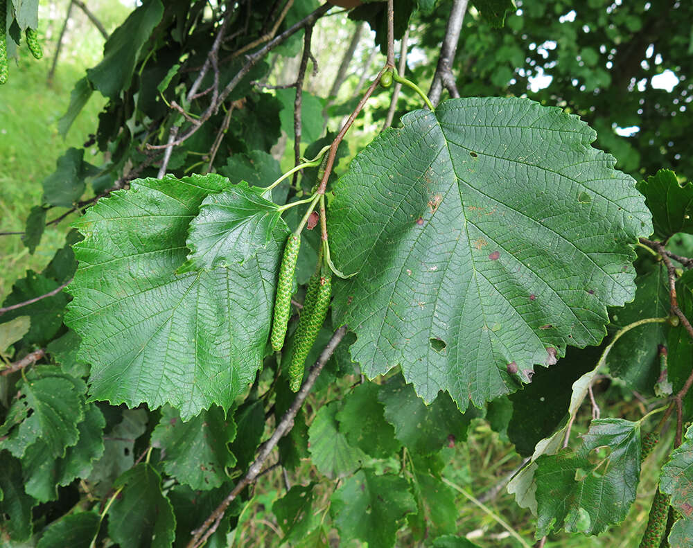 Image of Alnus hirsuta (Spach) Rupr.