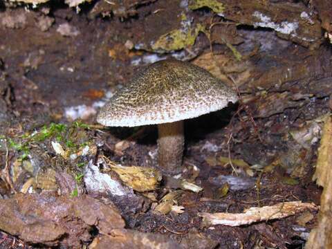 Imagem de Tricholoma atrosquamosum Sacc. 1887