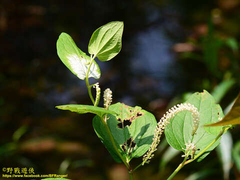 Imagem de Saururus chinensis (Lour.) Baill.