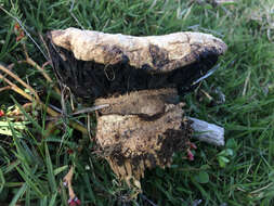 Imagem de Agaricus bitorquis (Quél.) Sacc. 1887