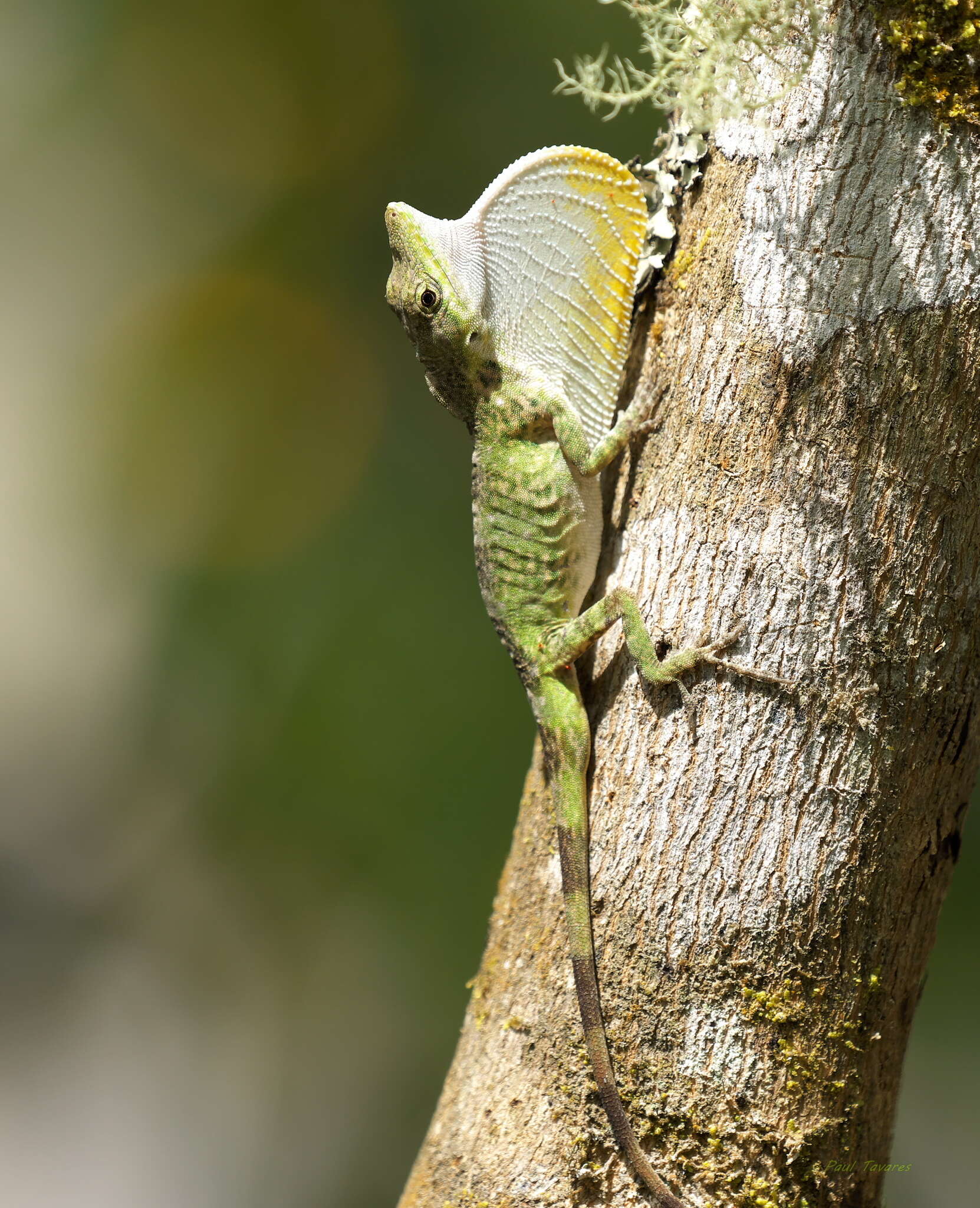 Image of Solitaire Anole