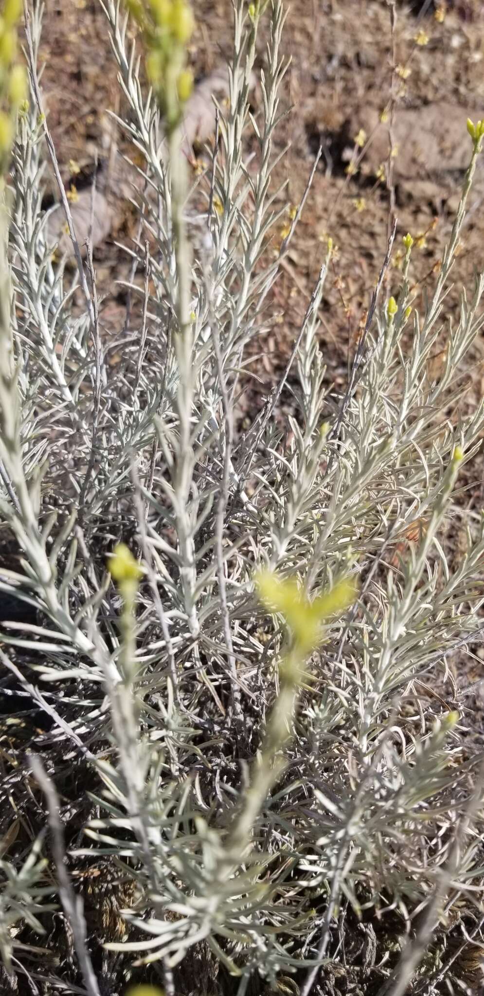 Image of Ericameria nauseosa var. speciosa (Nutt.) G. L. Nesom & G. I. Baird