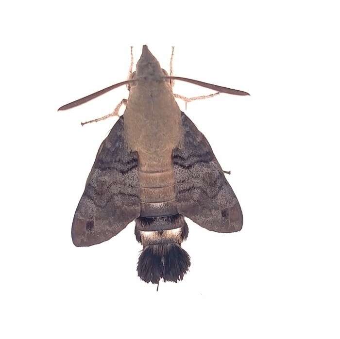 Image of Macroglossum gyrans Walker 1856