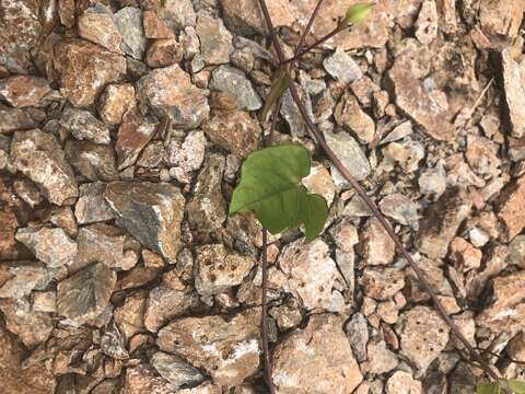 Image of Ipomoea obscura var. obscura