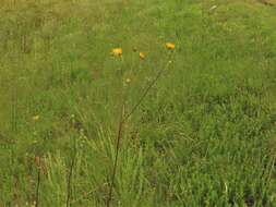 Image of fewleaf sunflower