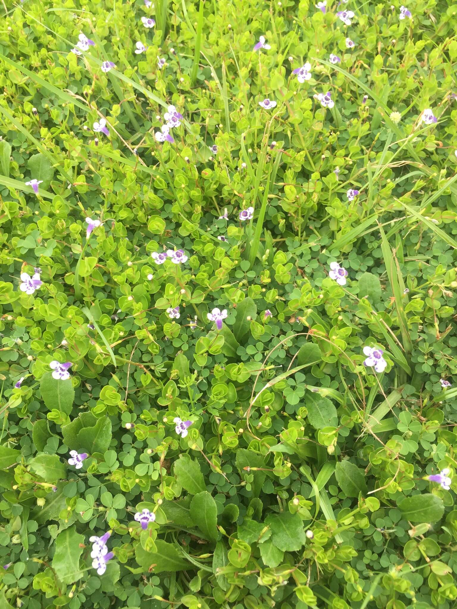 صورة Lindernia grandiflora Nutt.