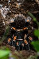 Image of Mexican flameknee tarantula