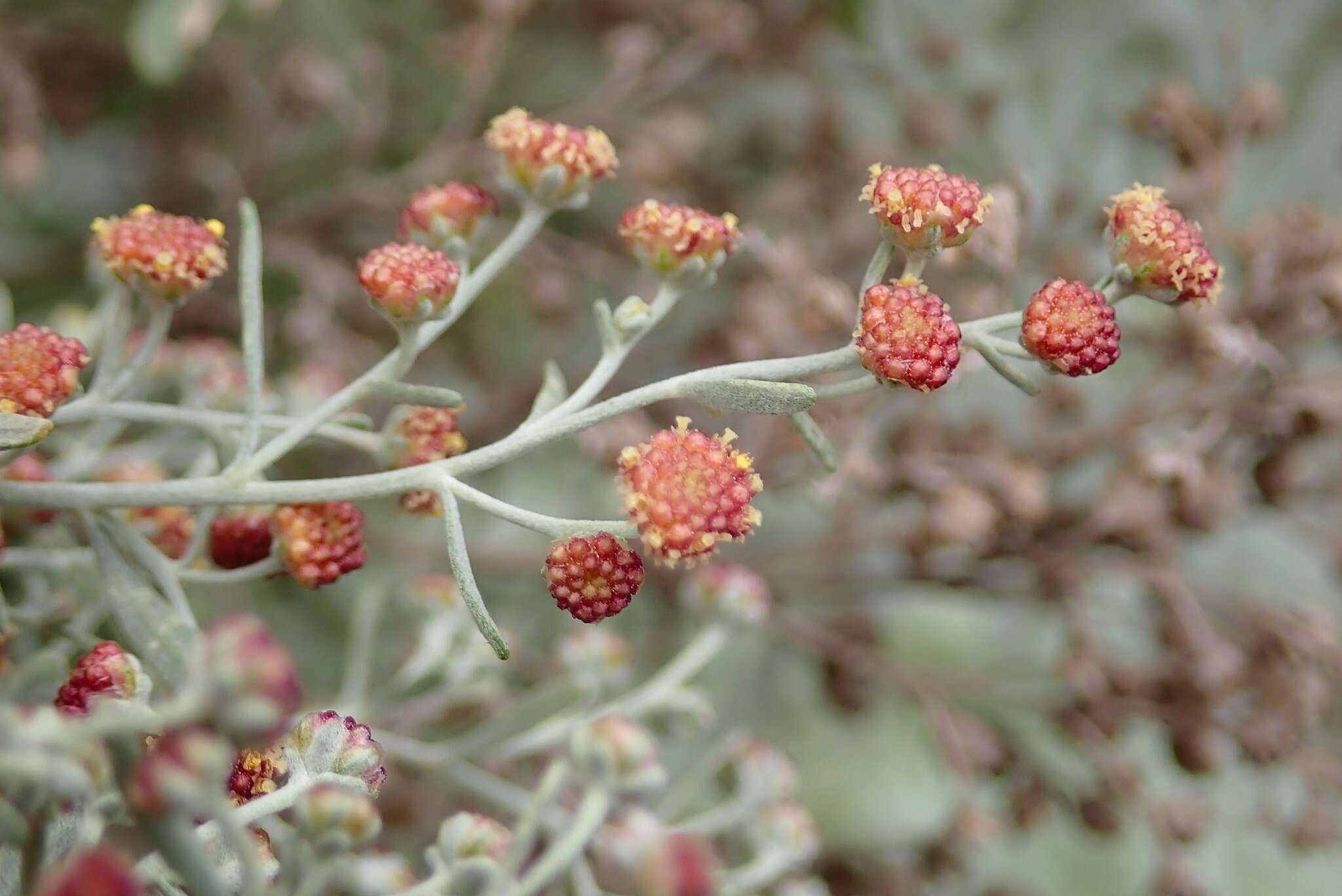 Image of Artemisia reptans C. Sm.