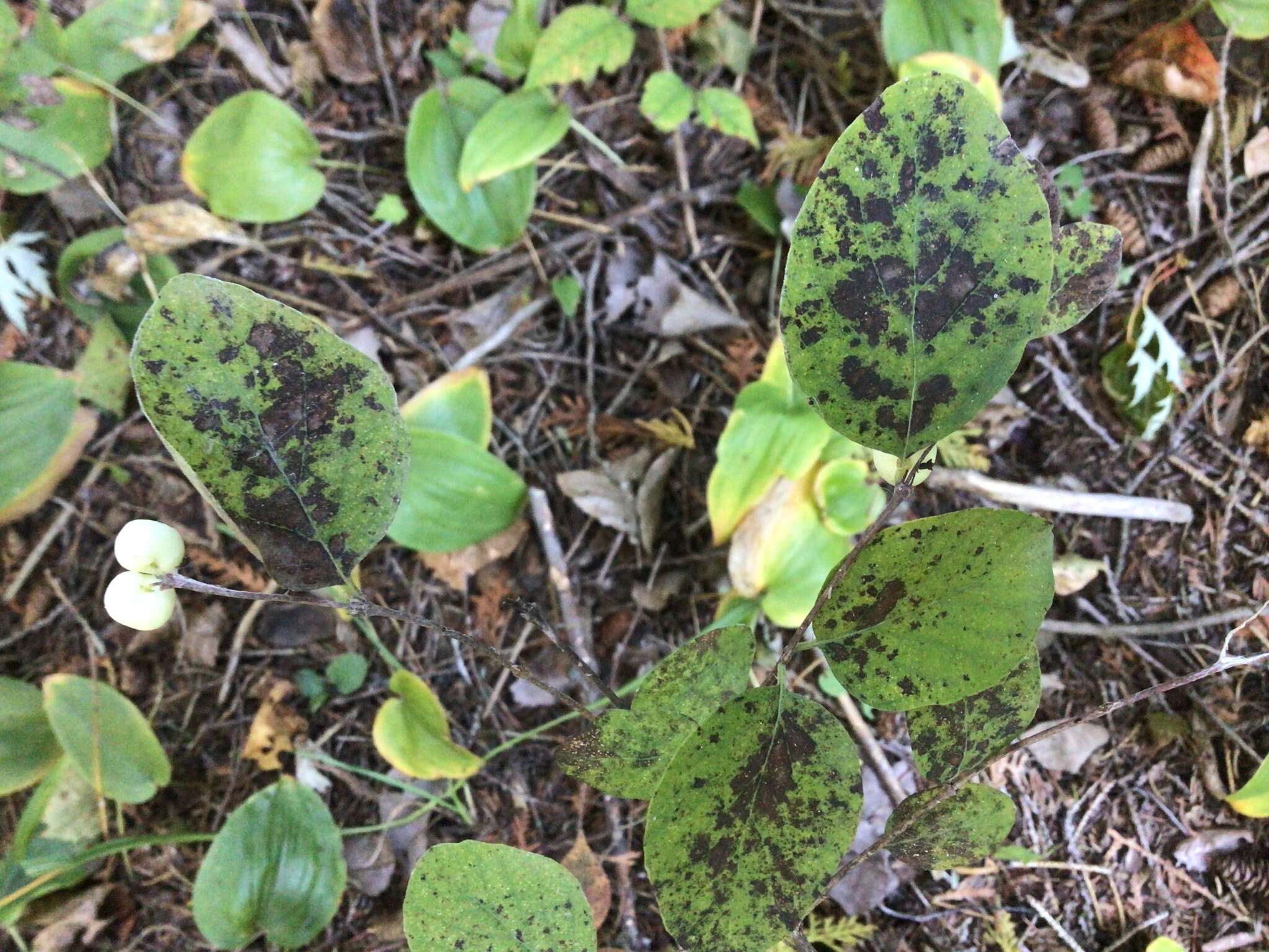 Image of Symphoricarpos albus var. albus