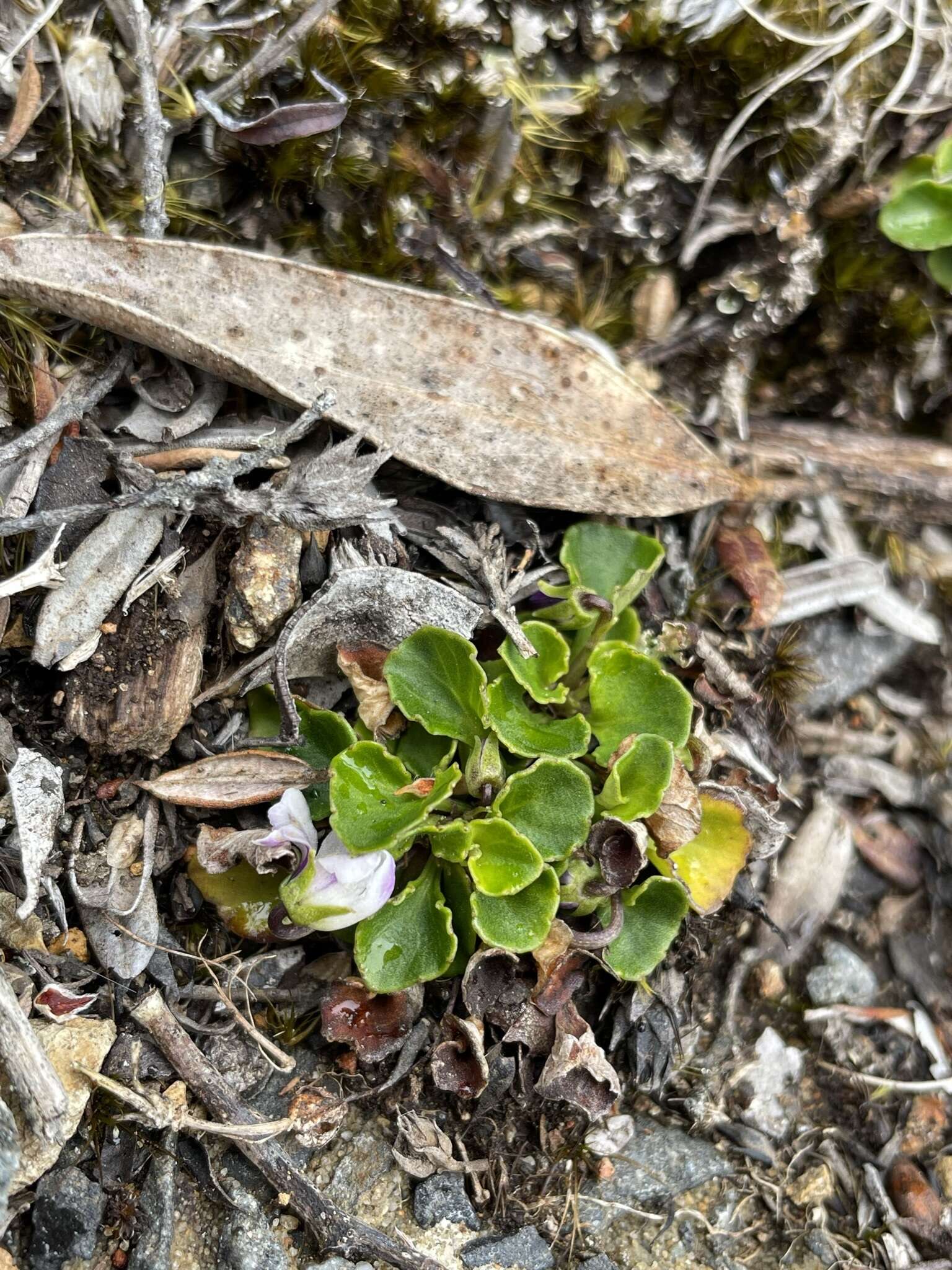 Image of Viola curtisiae