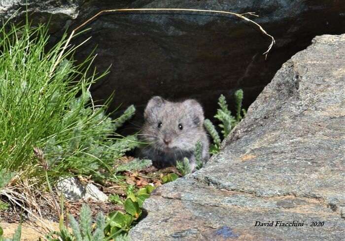 Image of European Snow Vole