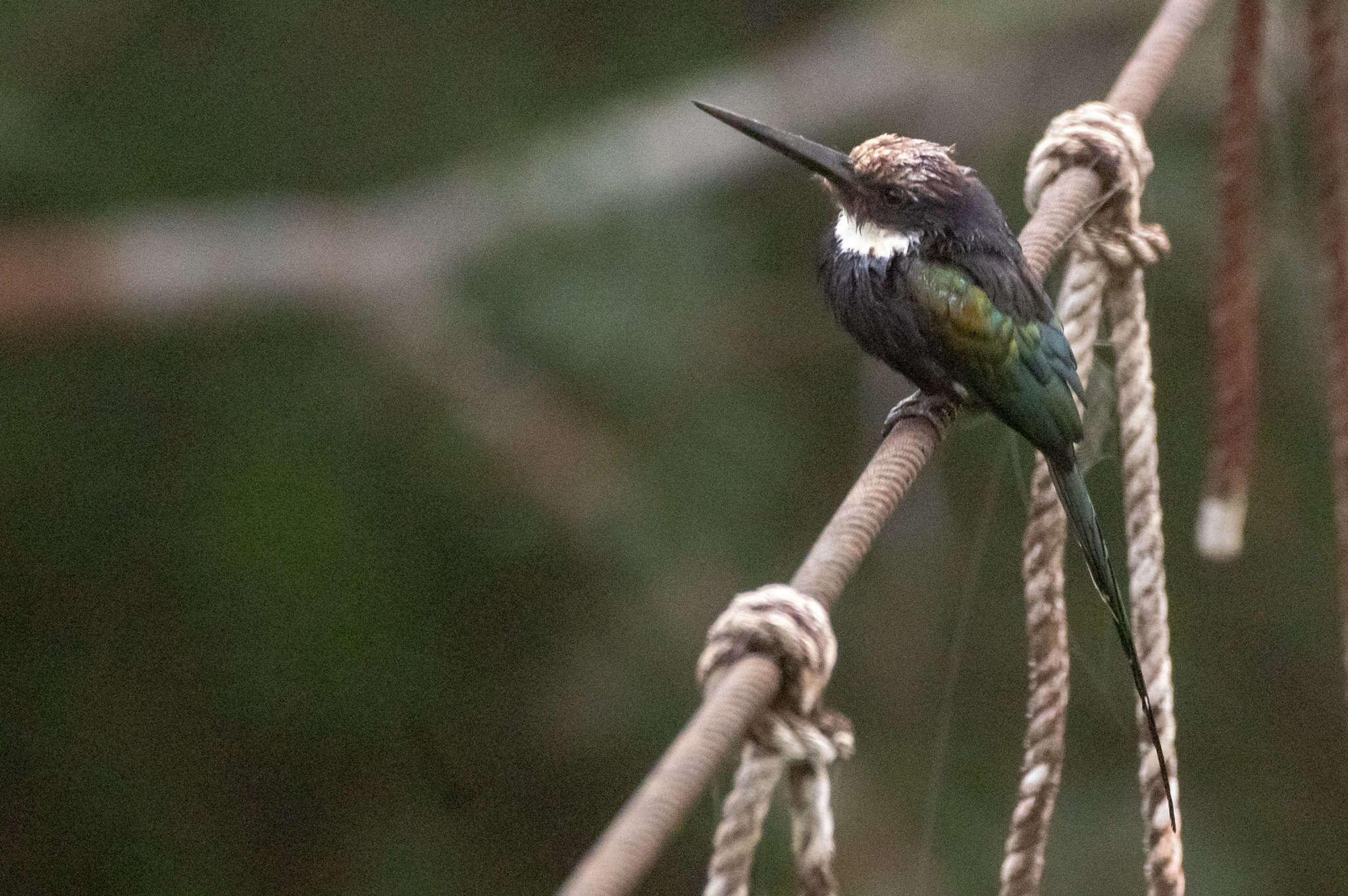 Image of Paradise Jacamar