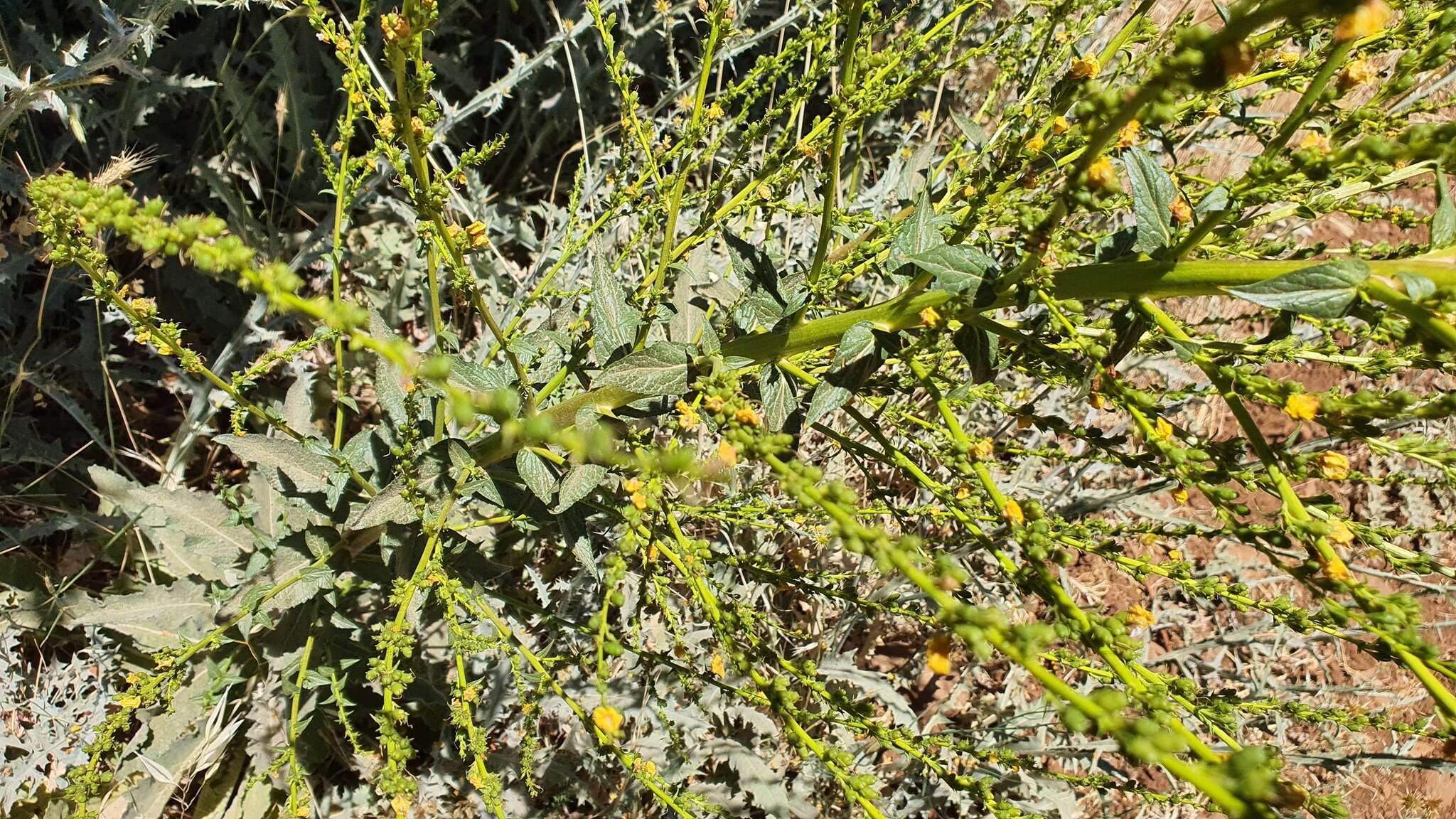 Image of Verbascum qulebicum Post