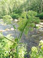 Image of Angelica archangelica subsp. litoralis (Fries) Thell.