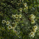 Image de Rhododendron dalhousiae var. rhabdotum (I. B. Balf. & Cooper) Cullen