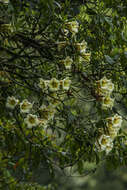 Image of Rhododendron dalhousiae Hook. fil.