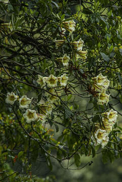 Imagem de Rhododendron dalhousiae Hook. fil.