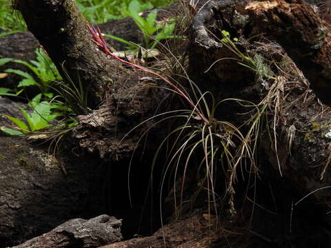 Image of Manatee River airplant